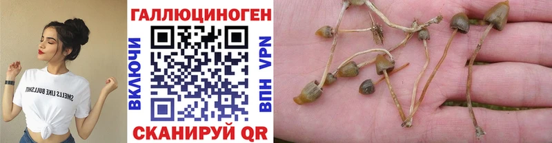 mega как зайти Осташков Псилоцибиновые грибы мицелий